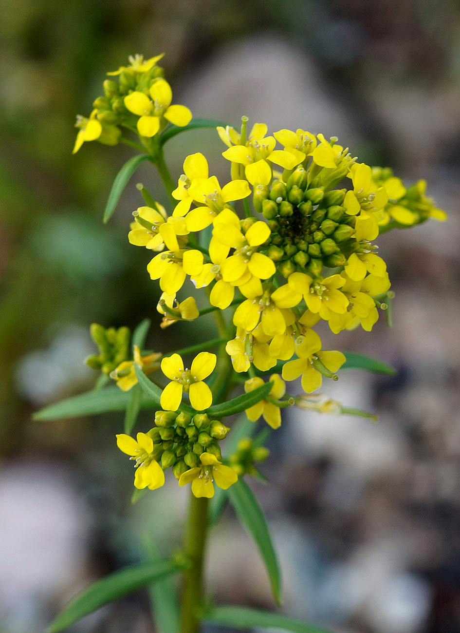 Image of Erysimum cheiranthoides specimen.