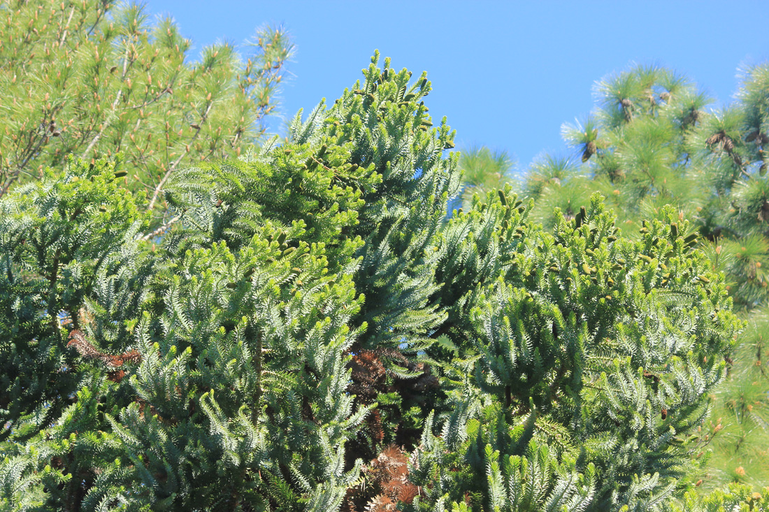 Изображение особи Araucaria angustifolia.