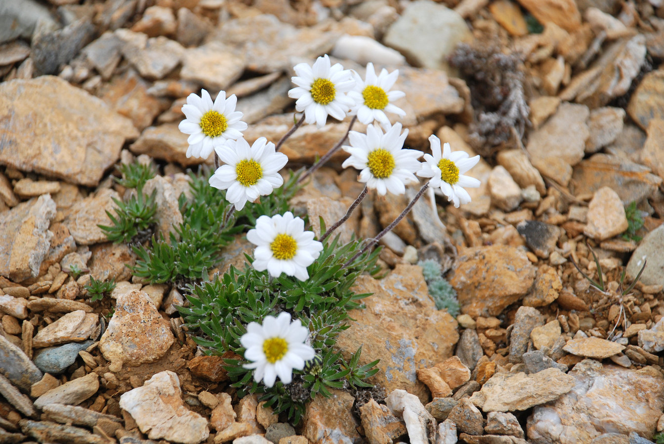 Image of Hulteniella integrifolia specimen.