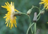 Sonchus подвид uliginosus