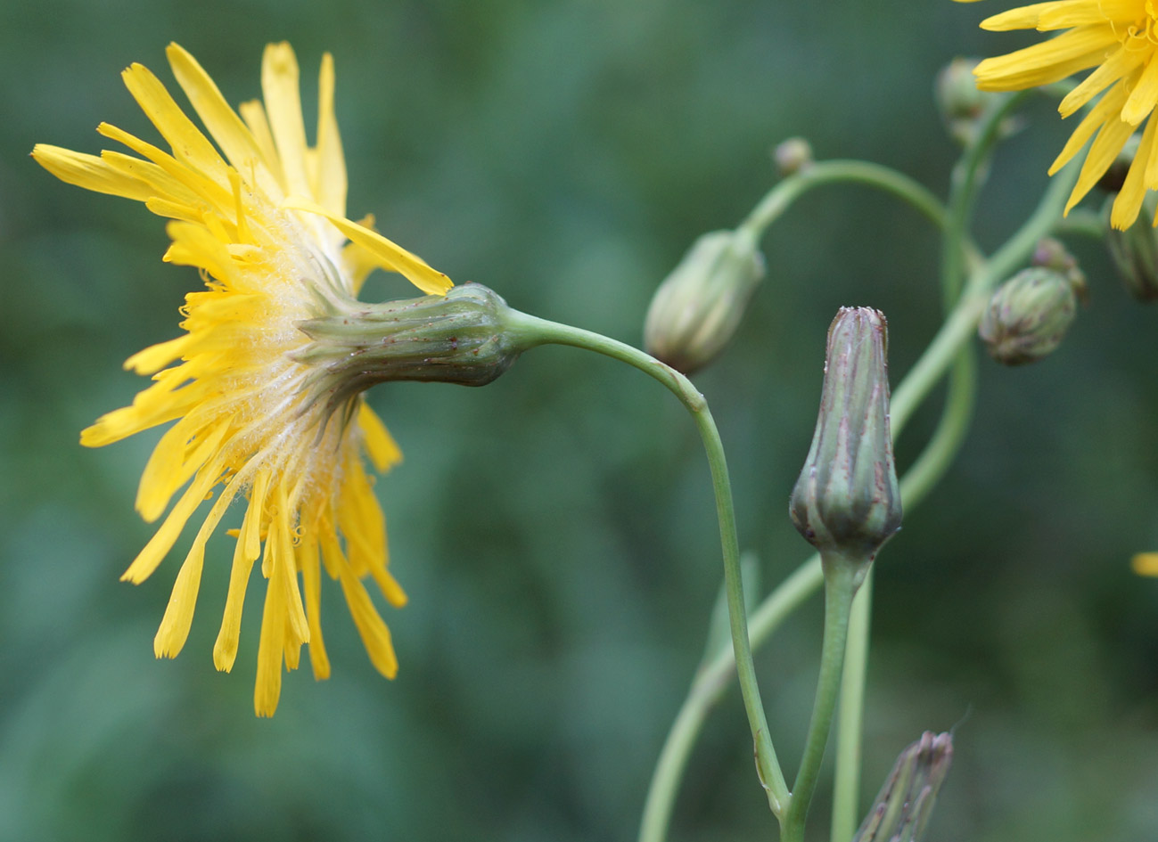 Image of Sonchus arvensis ssp. uliginosus specimen.