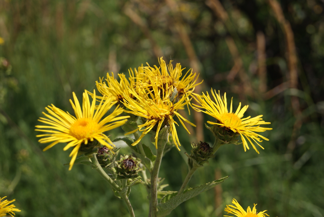 Изображение особи Inula helenium.