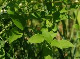 Clematis mandshurica