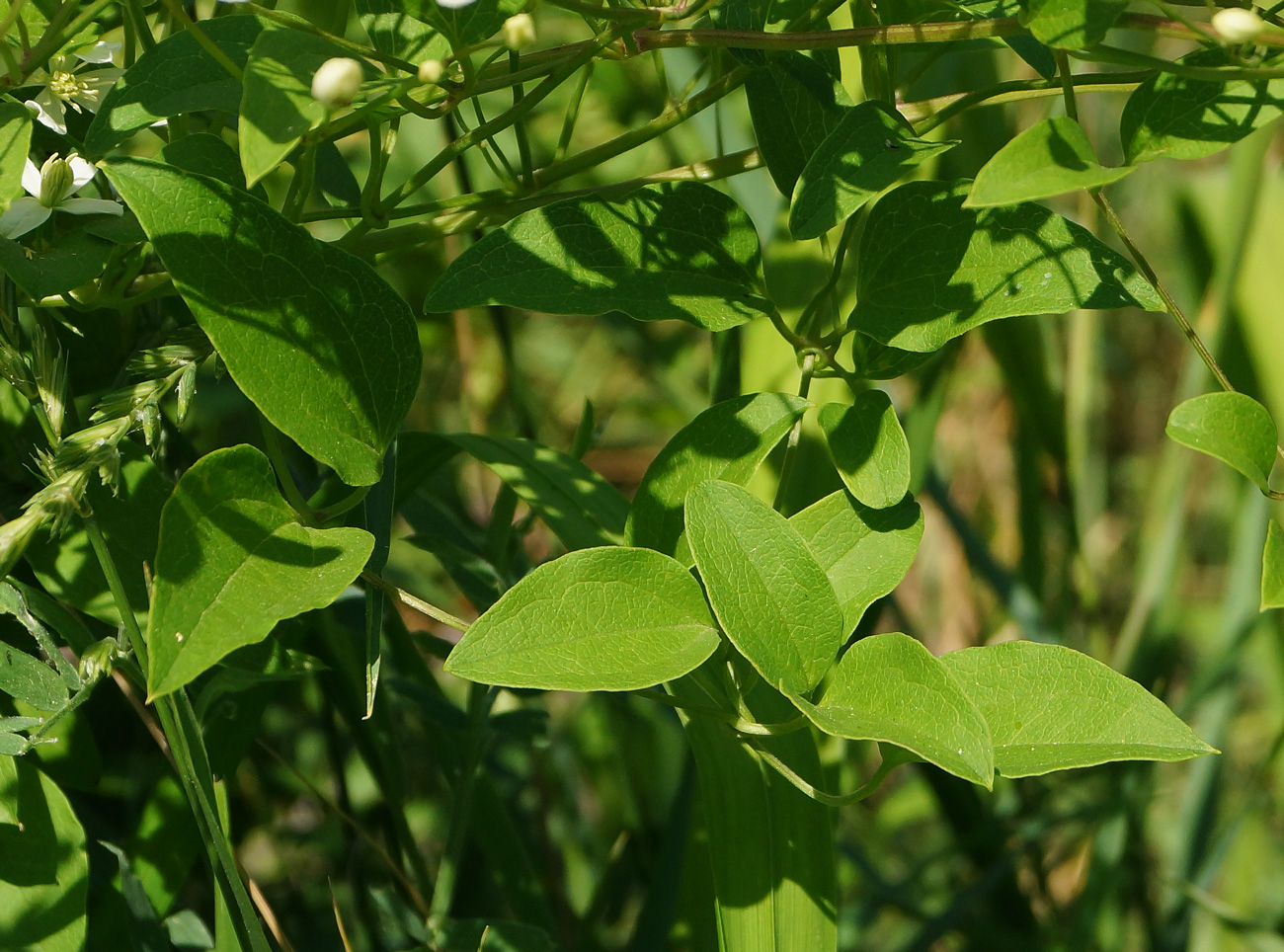 Изображение особи Clematis mandshurica.