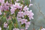 род Rhododendron