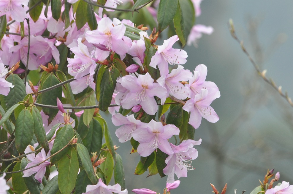 Изображение особи род Rhododendron.