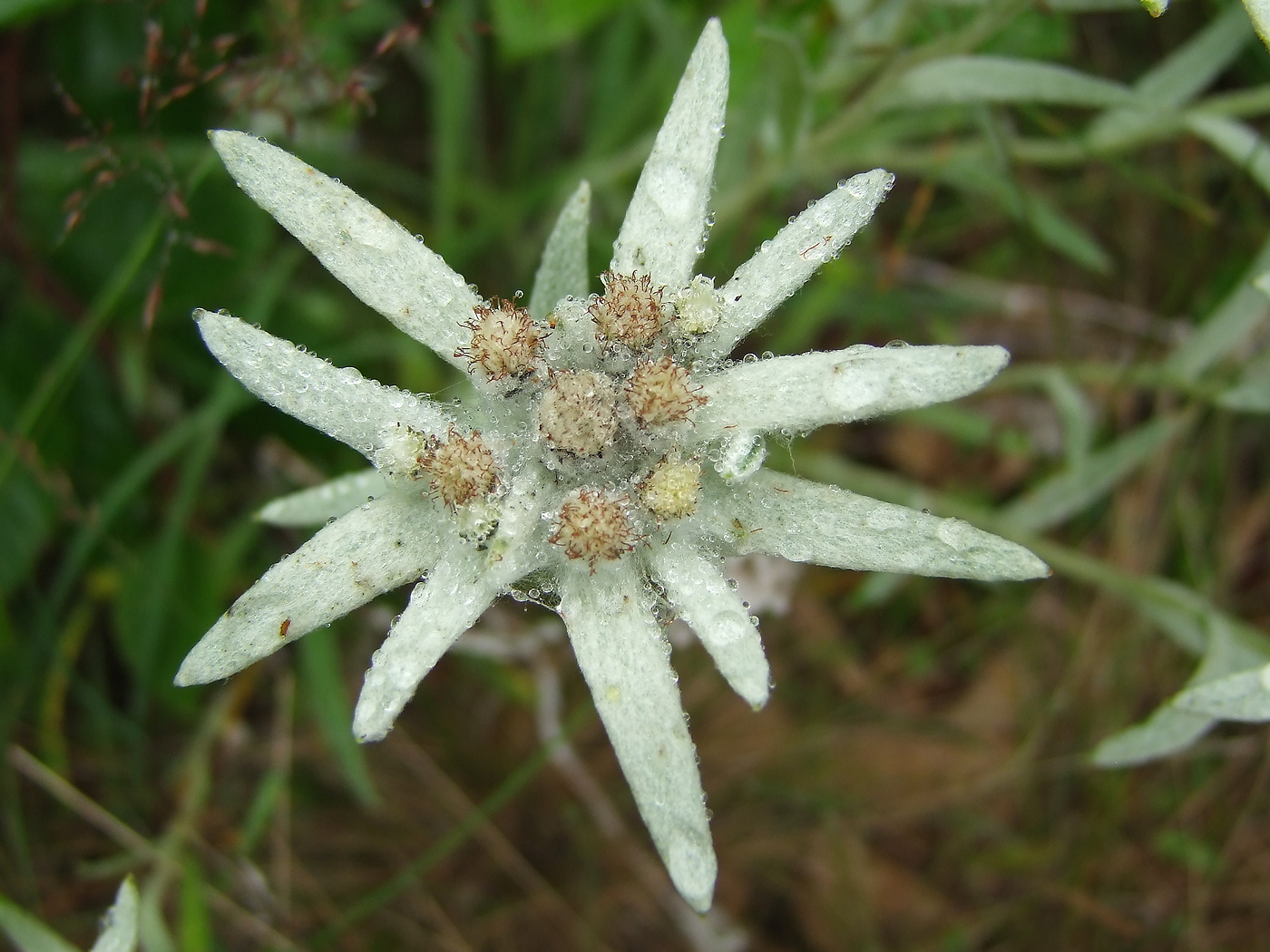 Изображение особи Leontopodium stellatum.