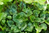 Cyclamen persicum. Листья. Израиль, г. Бат-Ям. 20.02.2018.
