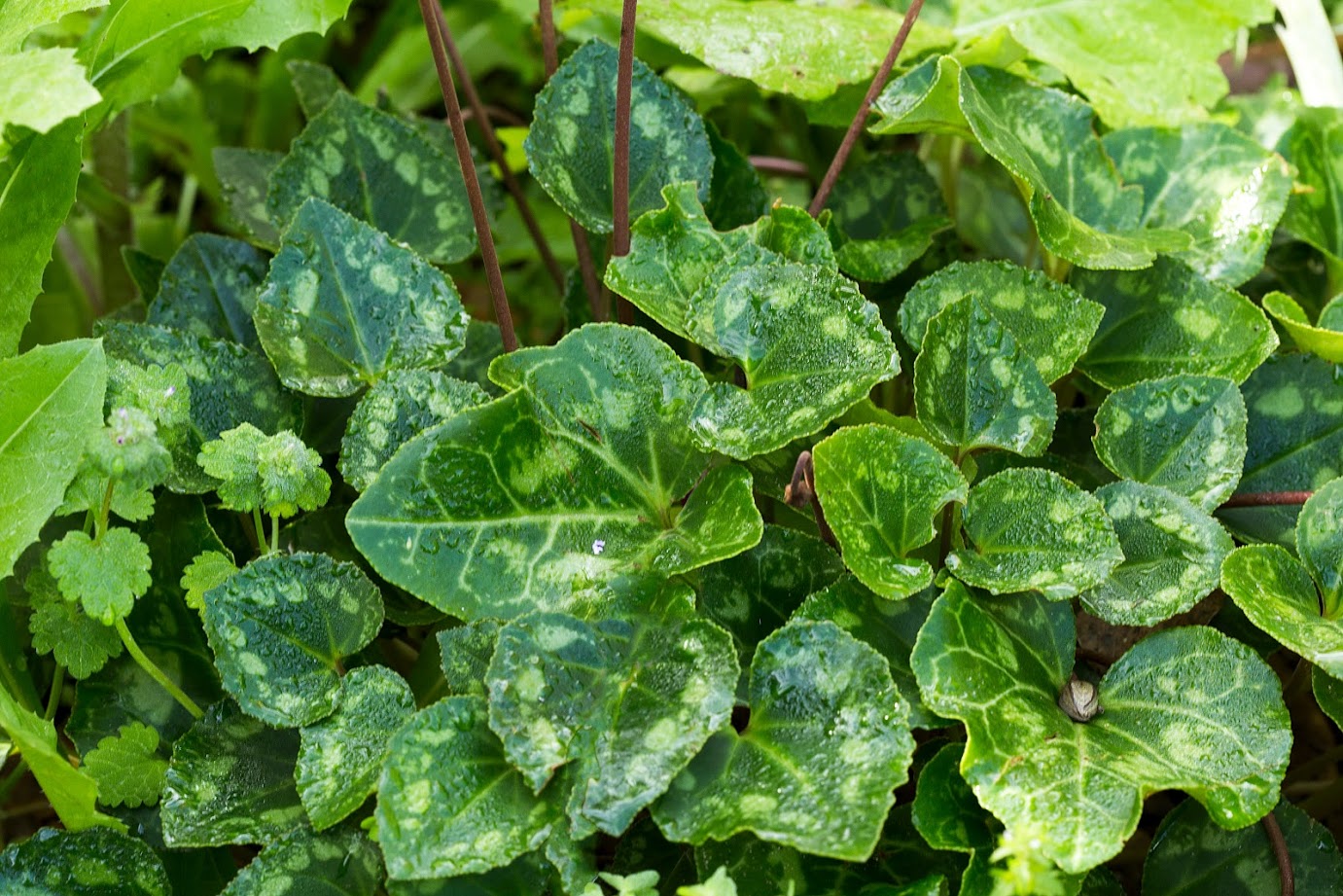 Изображение особи Cyclamen persicum.