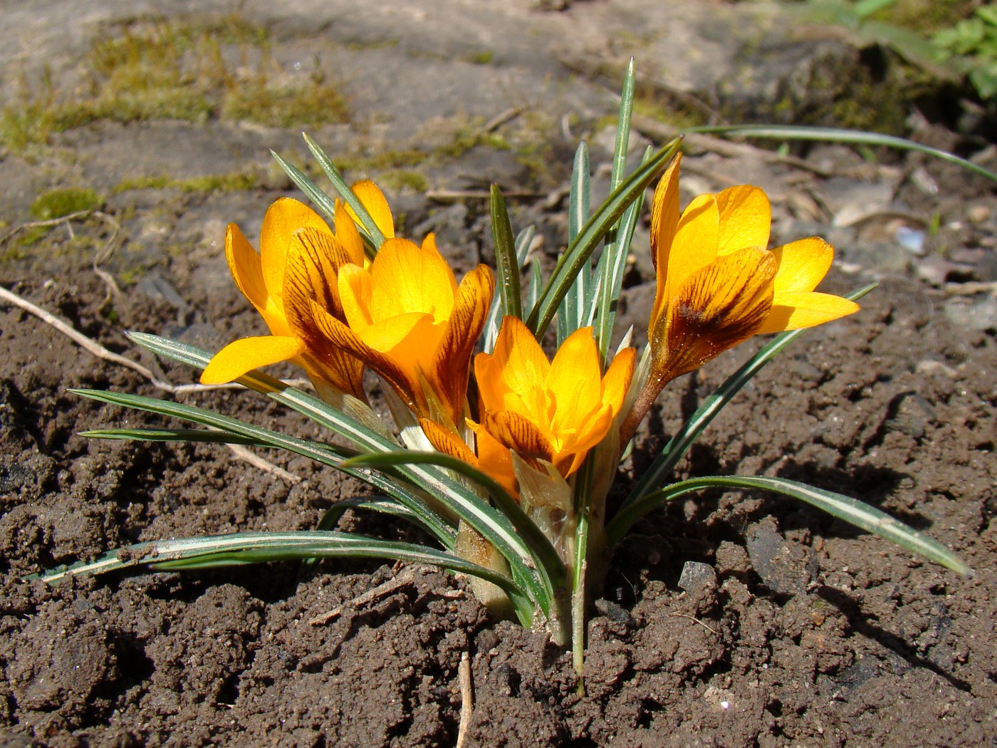 Image of Crocus olivieri ssp. balansae specimen.