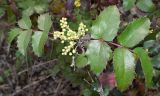 Mahonia aquifolium. Соцветие в фазе бутонизации и листья. Узбекистан, г. Ташкент, Ботанический сад им. Ф.Н. Русанова. 20.03.2018.