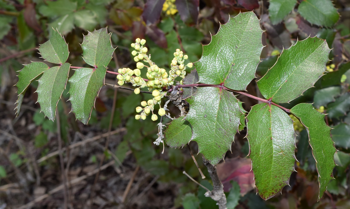 Изображение особи Mahonia aquifolium.