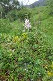 Verbascum phoeniceum
