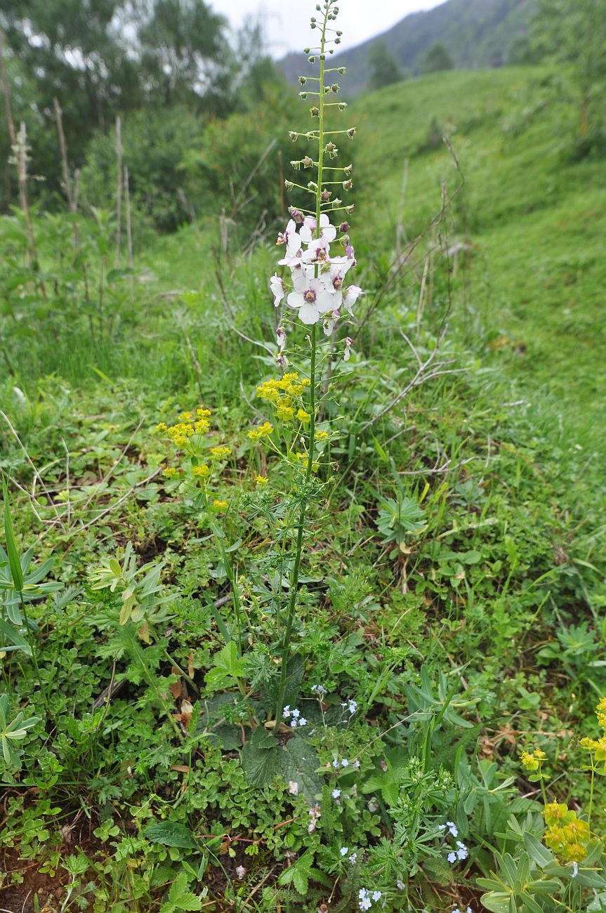 Изображение особи Verbascum phoeniceum.