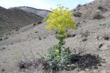 Ferula plurivittata