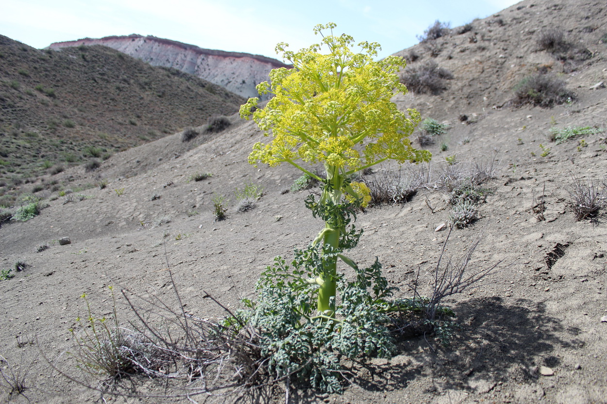 Изображение особи Ferula plurivittata.