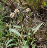 Valeriana tuberosa