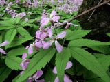 Cardamine altaica