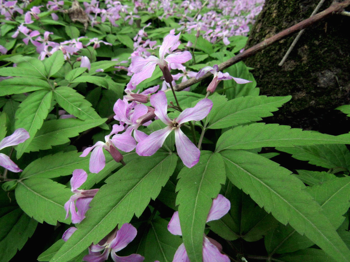 Image of Cardamine altaica specimen.