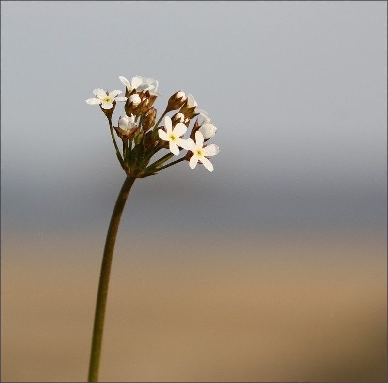 Image of Androsace septentrionalis specimen.