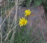 род Tragopogon. Верхушка цветущего растения. Грузия, Казбегский муниципалитет, вост. склон горы Казбек, ≈ 1850 м н.у.м. 22.05.2018.