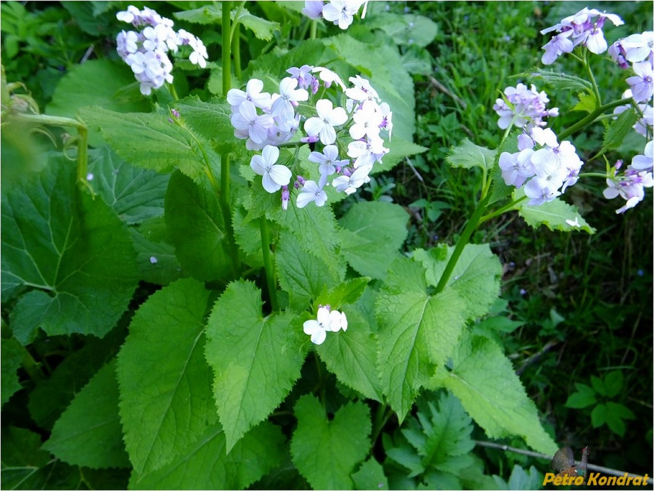 Изображение особи Lunaria rediviva.