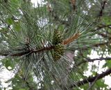 Image of taxon representative. Author is Сергей Наумов