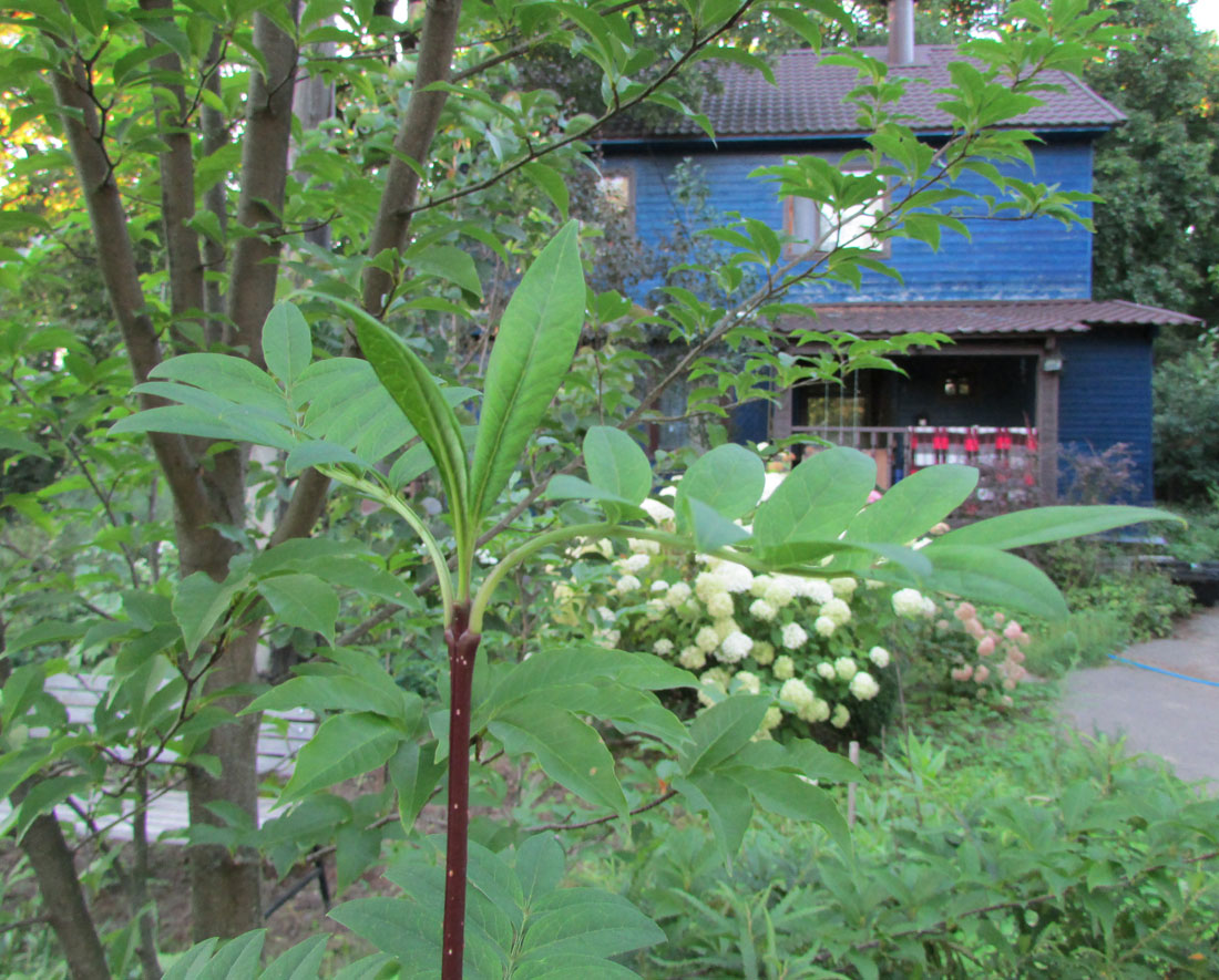 Изображение особи Syringa pinnatifolia.