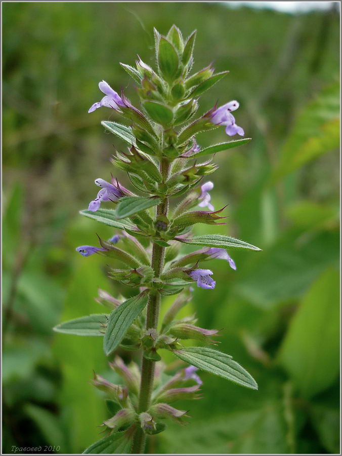 Изображение особи Dracocephalum thymiflorum.