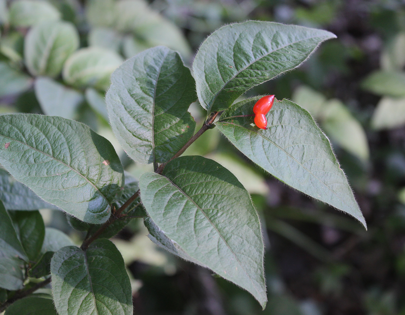 Image of genus Lonicera specimen.