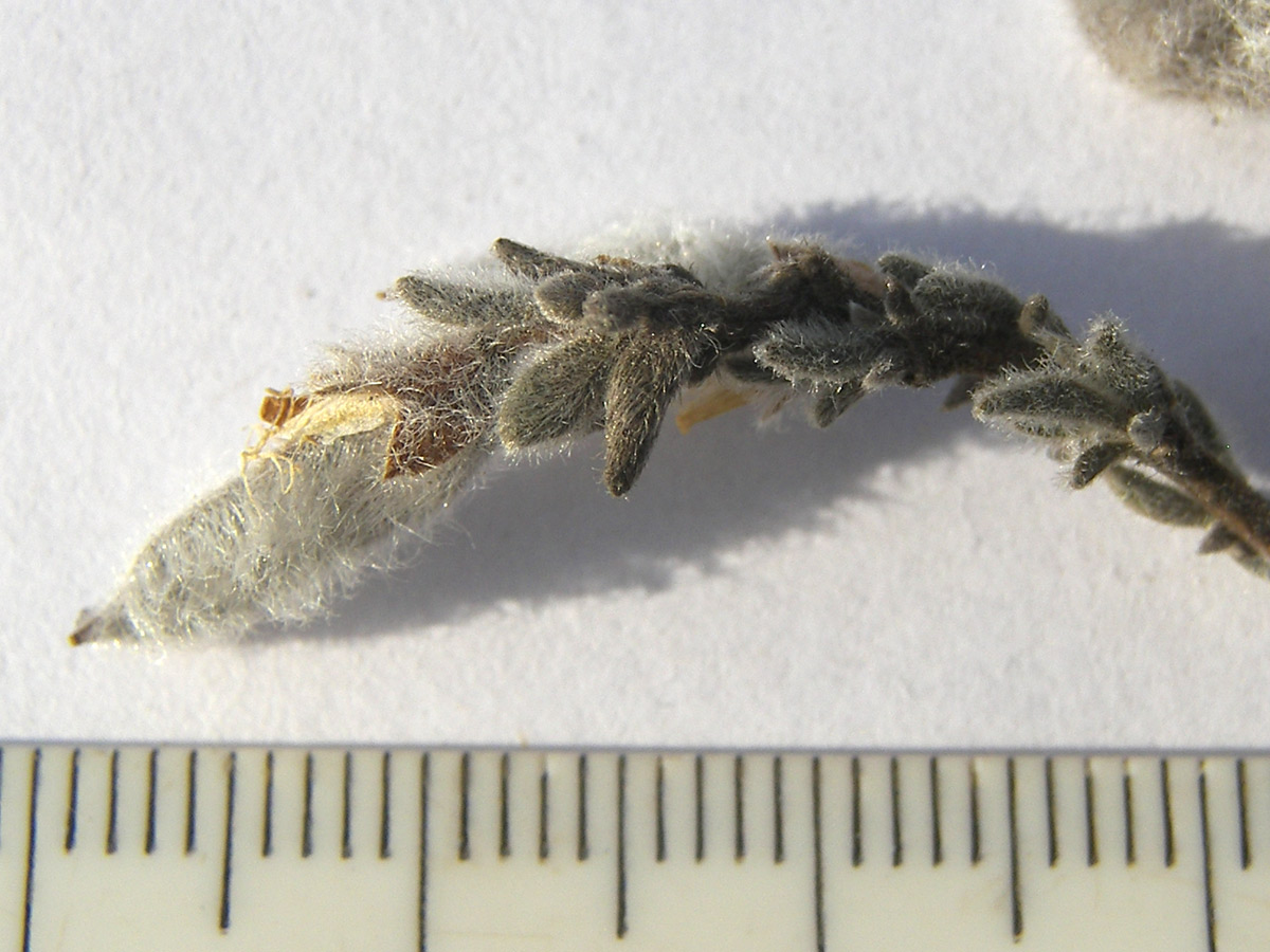 Image of Genista millii specimen.