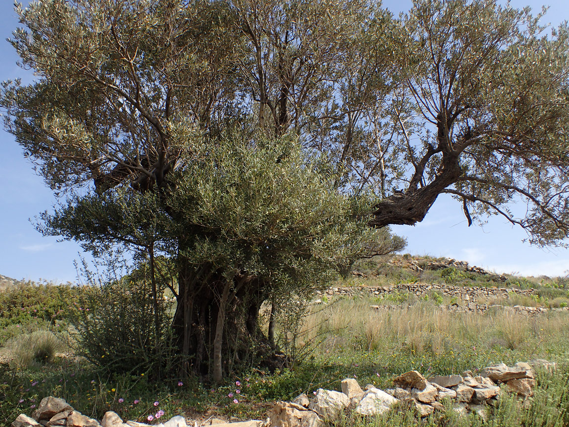 Image of Olea europaea specimen.