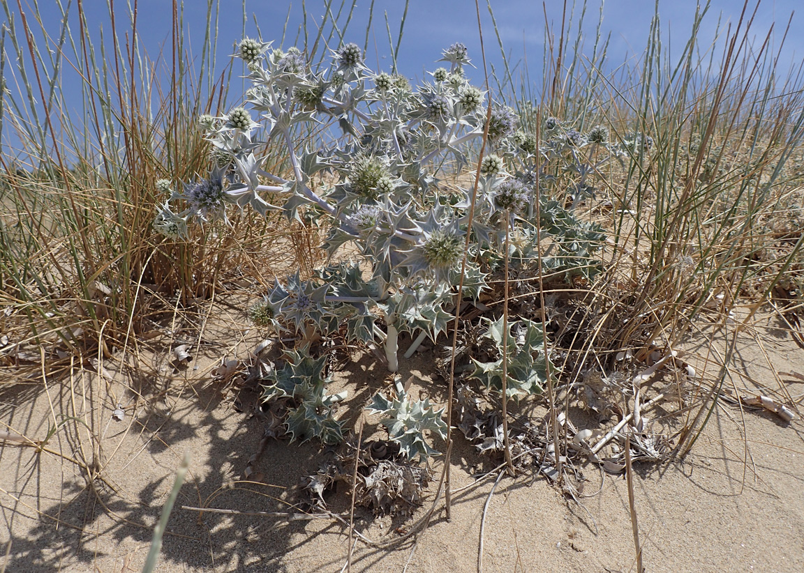 Изображение особи Eryngium maritimum.