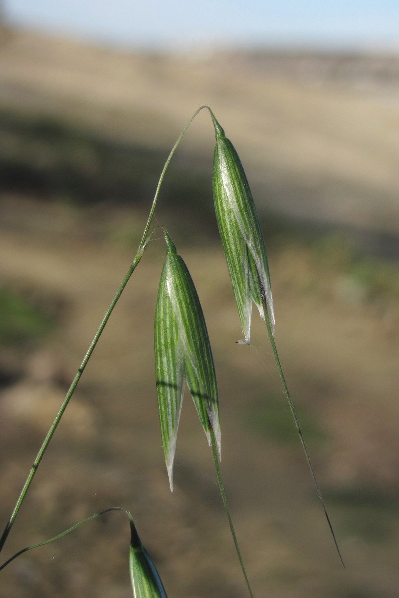 Image of Avena georgica specimen.