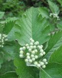 Sorbus intermedia. Нераспустившееся соцветие. Крым, Симферополь, ботсад университета. 13 мая 2010 г.