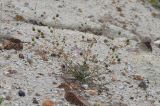 Cousinia krauseana