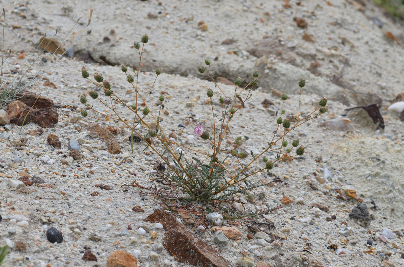 Image of Cousinia krauseana specimen.