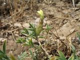 Astragalus xanthomeloides. Верхушка побега с цветком. Казахстан, Джамбулская обл., предгорья Таласского Алатау, р-н левого борта каньона Коксай, 1750 м н.у.м., предгорная степь на мелкоземах. 13 июня 2018 г.