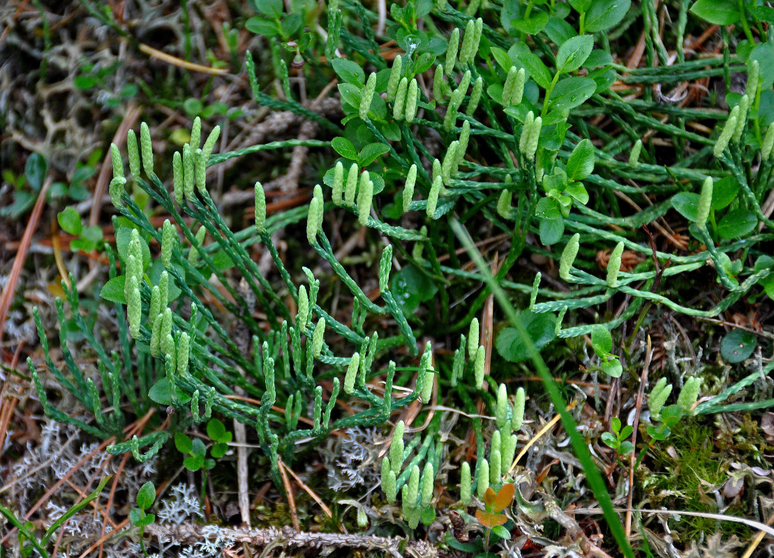 Изображение особи Diphasiastrum alpinum.