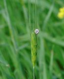 Hordeum spontaneum