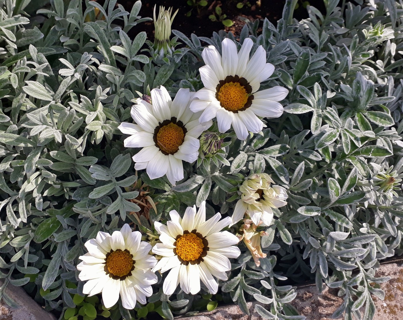 Image of genus Gazania specimen.