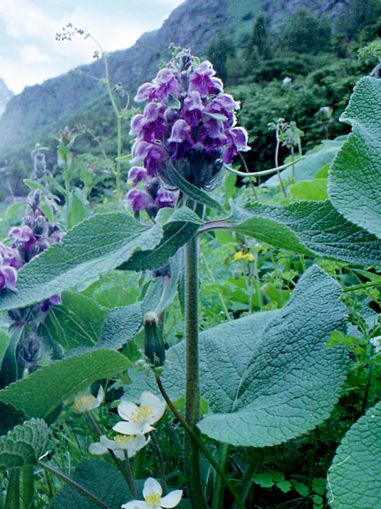 Изображение особи Phlomoides oreophila.