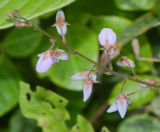 Desmodium adscendens. Верхушка соцветия. Танзания, автономия Занзибар, о-в Унгуджа, Central South Region, национальный парк \"Jozani Chwaka Bay\". 29.10.2018.