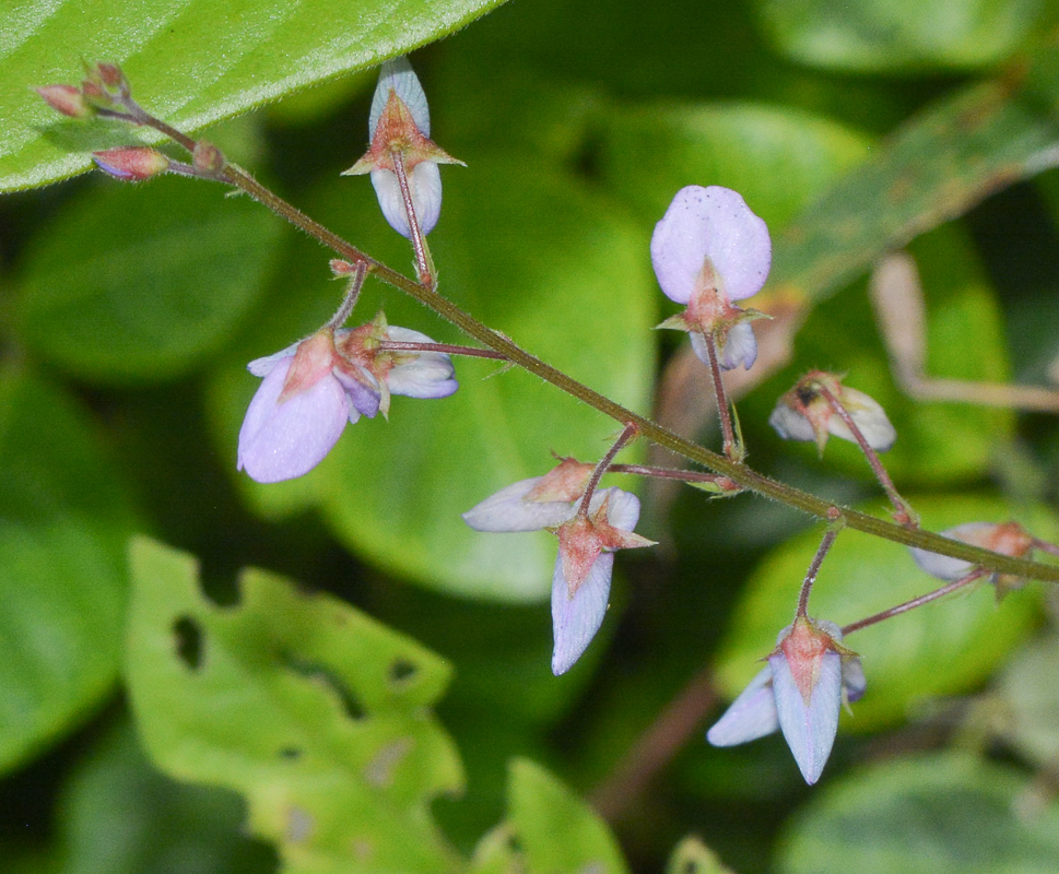 Изображение особи Desmodium adscendens.