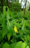 Uvularia grandiflora