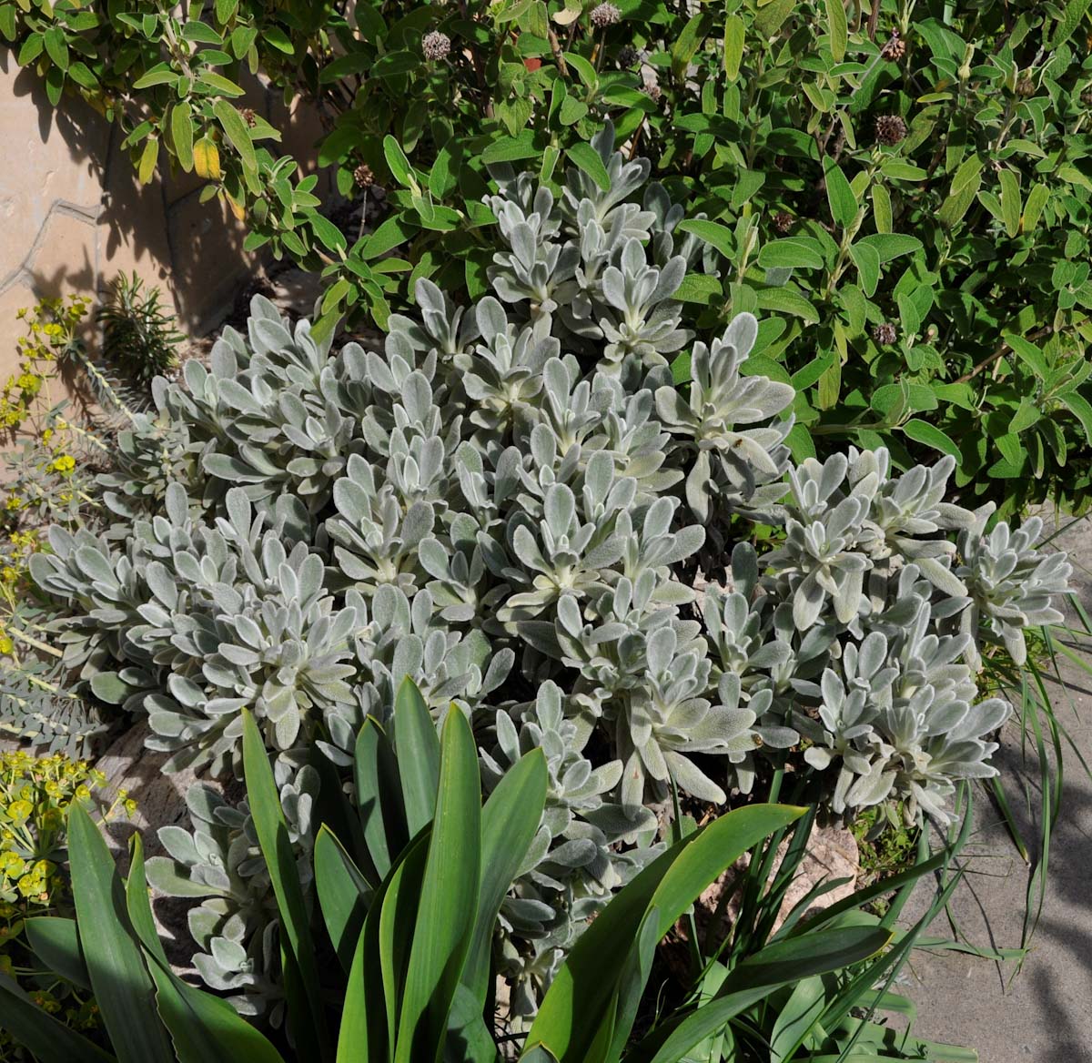 Image of Sideritis cypria specimen.