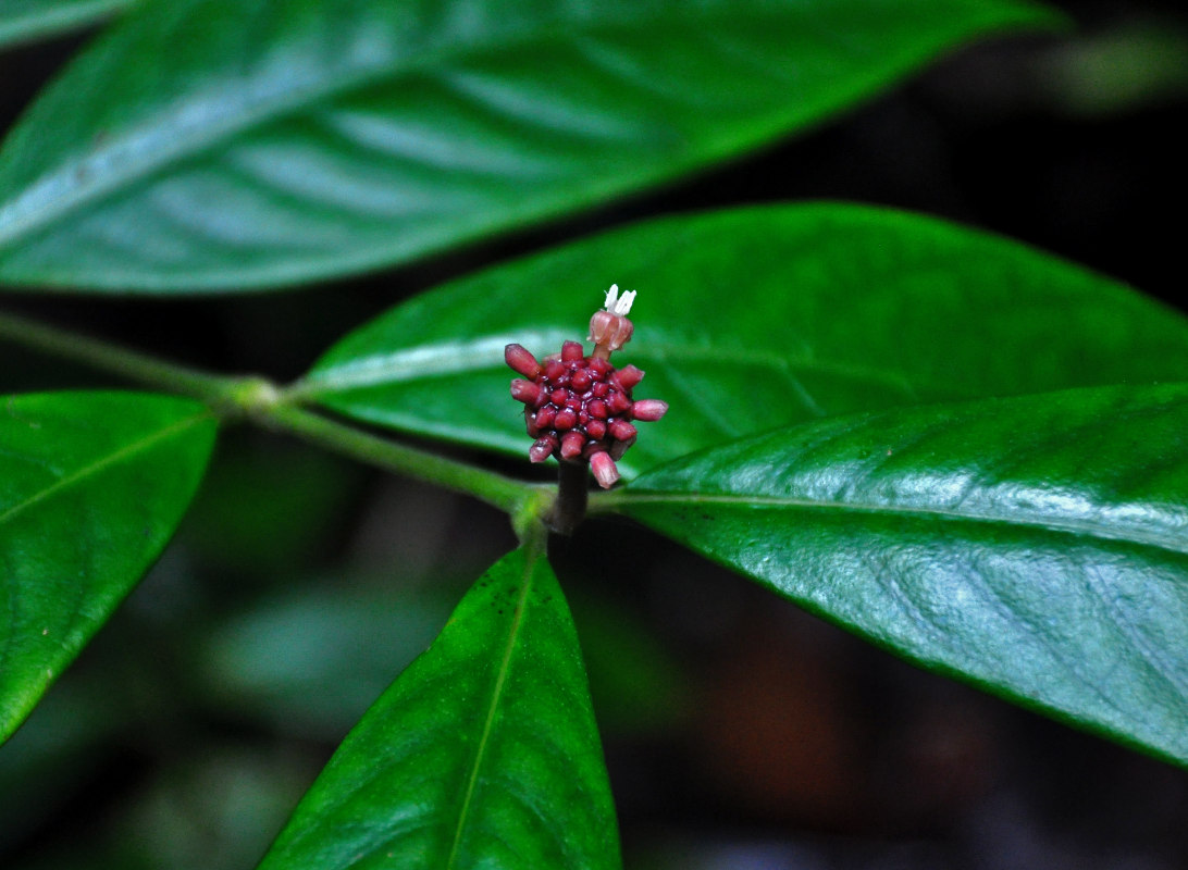 Image of Lecananthus erubescens specimen.