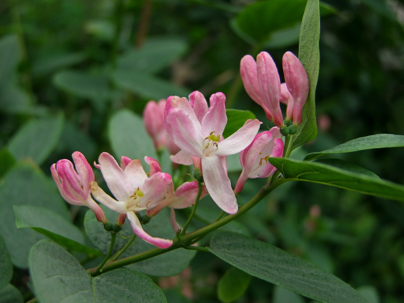 Image of Lonicera tatarica specimen.