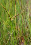 Juncus filiformis