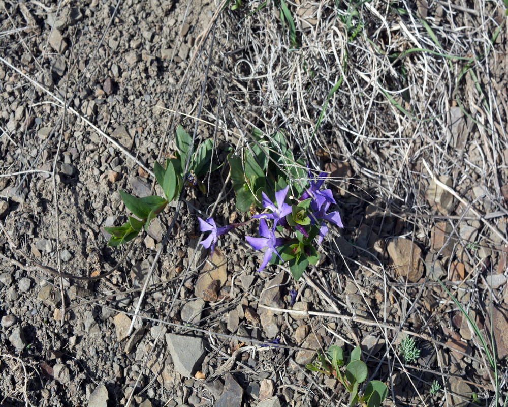 Изображение особи Vinca herbacea.